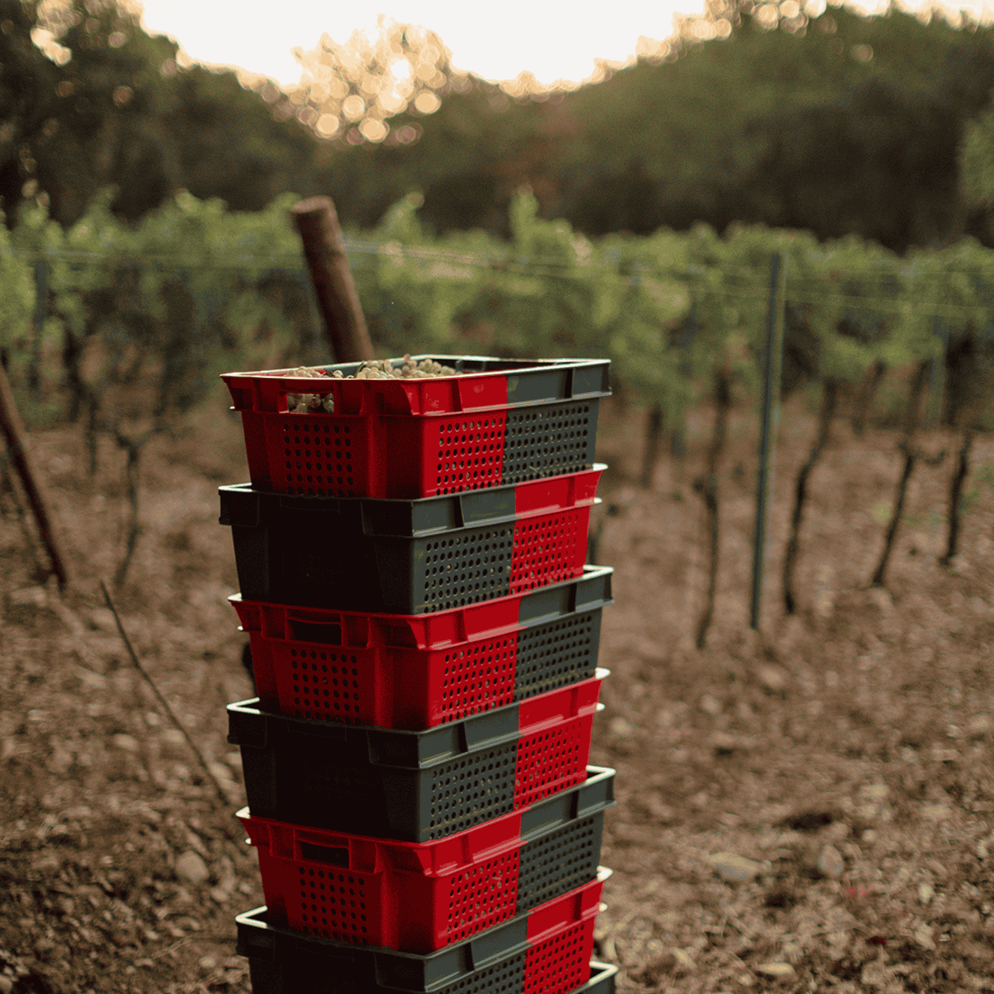 Caisses vendanges maison becfigue